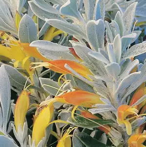 Eremophila Kalbarri Carpet 68mm
